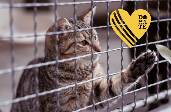 Paw It Forward Donation